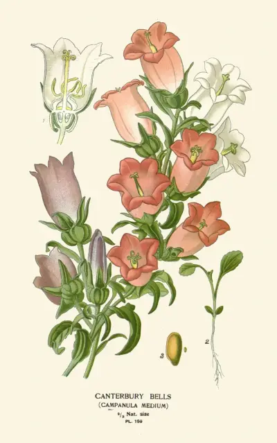 Canterbury Bells av Edward Step