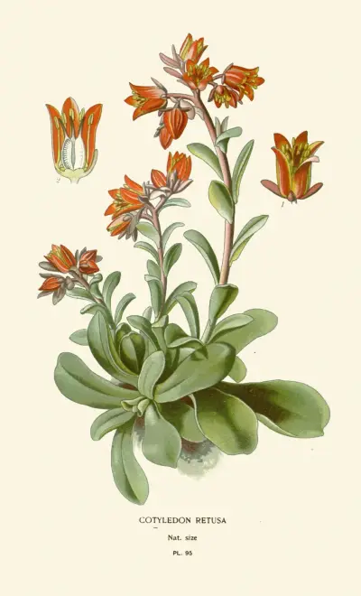 Cotyledon Retusa av Edward Step