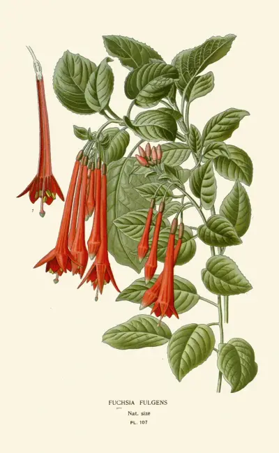 Fuchsia Fulgens av Edward Step