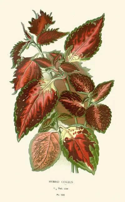 Hybrid Coleus av Edward Step