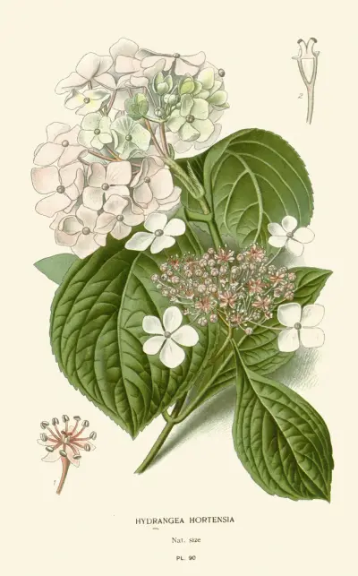 Hydrangea Hortensia av Edward Step
