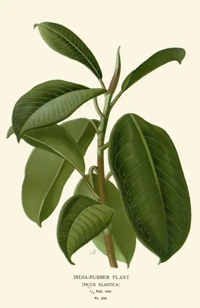 India-Rubber Plant av Edward Step