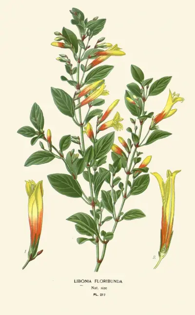 Libonia Floribunda av Edward Step