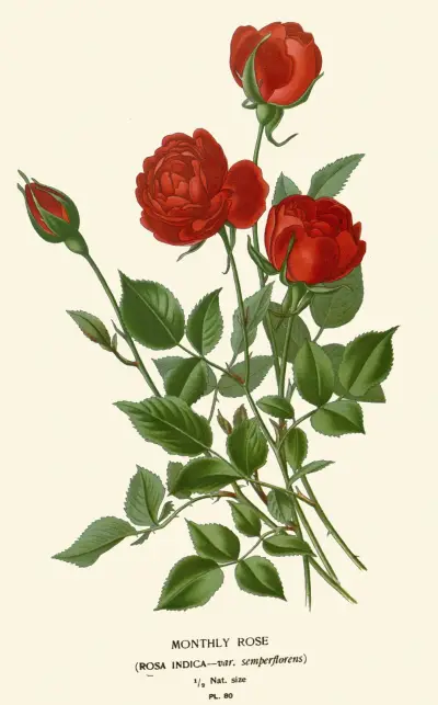 Monthly Rose av Edward Step