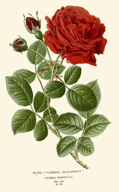 Rose – General Jacqueminot av Edward Step