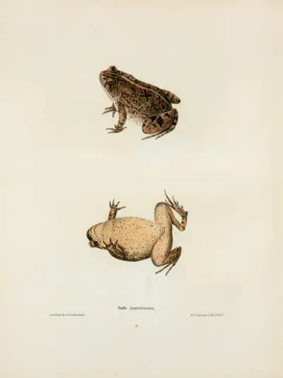 Bufo Americanus av John Edwards Holbrook