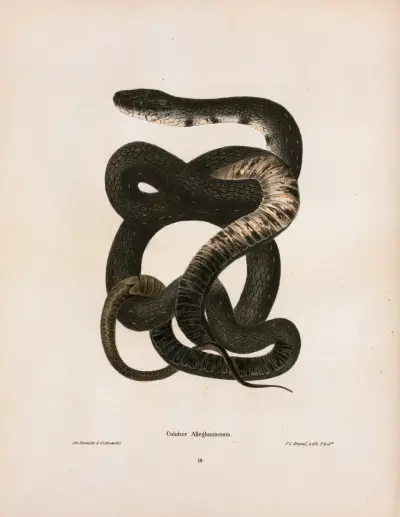 Coluber Alleghaniensis. av John Edwards Holbrook