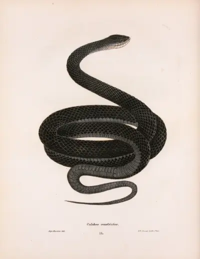 Coluber constrictor. av John Edwards Holbrook