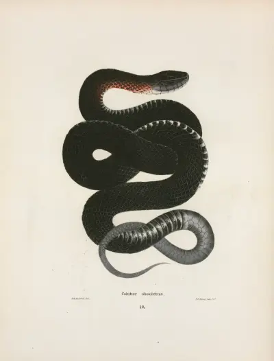 Coluber obsoletus. av John Edwards Holbrook