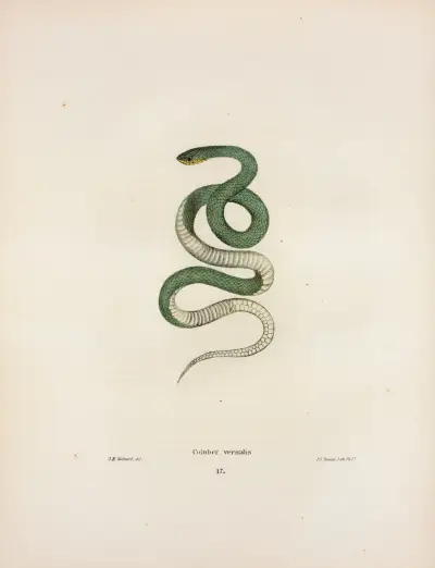 Coluber vernalis. av John Edwards Holbrook