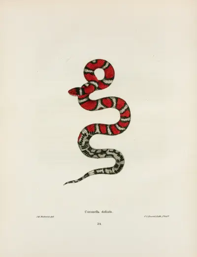 Coronella rhombo-maculata. av John Edwards Holbrook