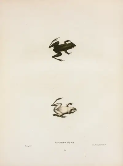 Cystignathus nigritus av John Edwards Holbrook