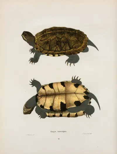 Emys insculpta. av John Edwards Holbrook