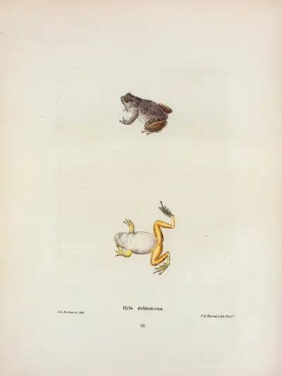Hyla delitescens av John Edwards Holbrook