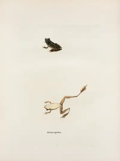 Hylodes gryllus av John Edwards Holbrook