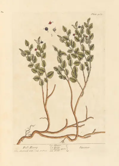 Bill berry von Elizabeth Blackwell