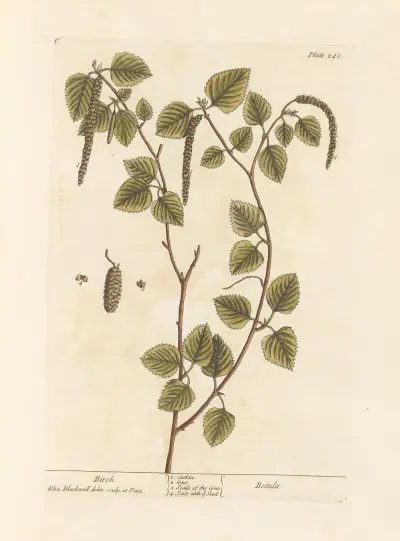 Birke von Elizabeth Blackwell