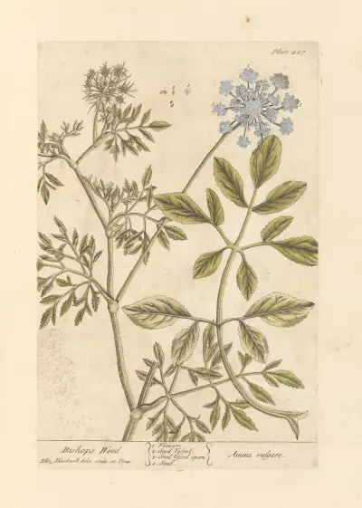 Bishop’s weed av Elizabeth Blackwell