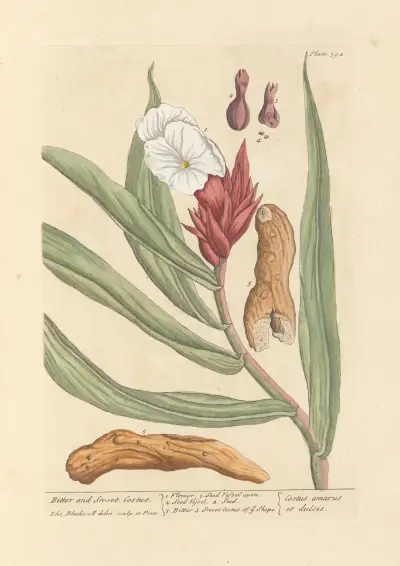 Bittere und süße Kostwurz von Elizabeth Blackwell