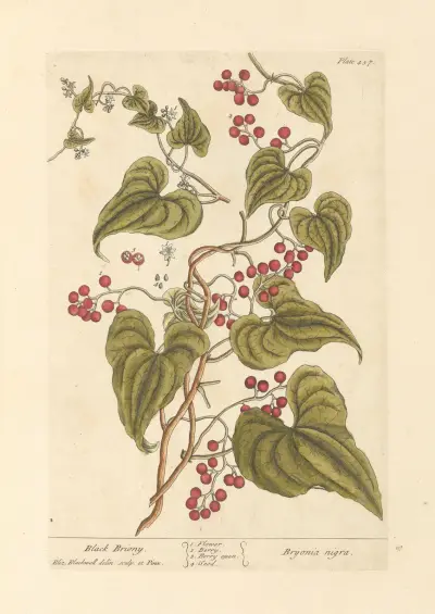 Schwarze Zaunrübe von Elizabeth Blackwell