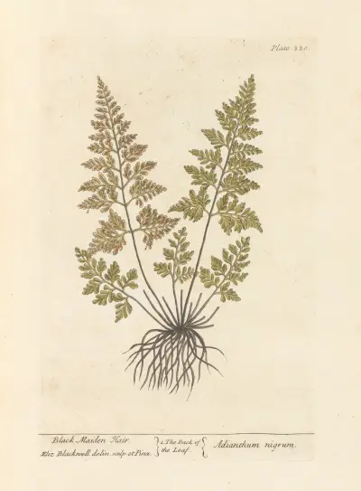 Schwarzes Frauenhaar von Elizabeth Blackwell