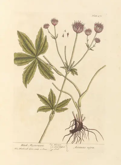 Schwarzer Meisterwurz von Elizabeth Blackwell