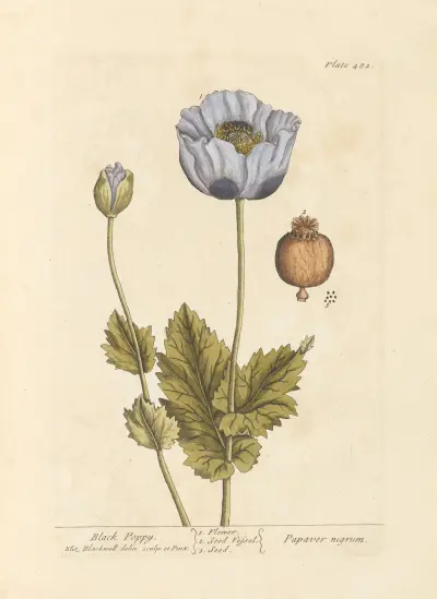 Schwarzer Mohn von Elizabeth Blackwell