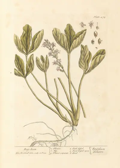Bog bean av Elizabeth Blackwell