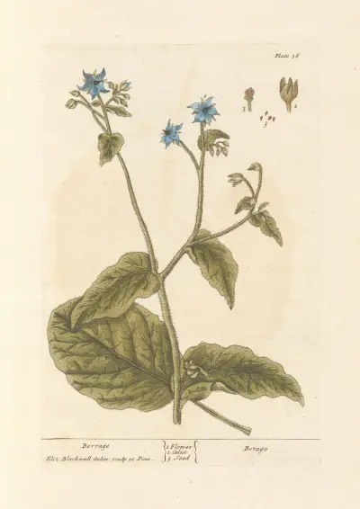 Borretsch von Elizabeth Blackwell