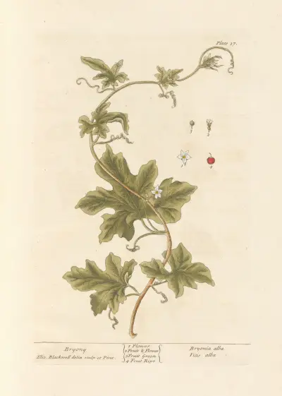 Bryony von Elizabeth Blackwell