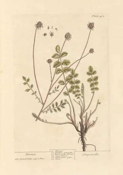 Kardeborste von Elizabeth Blackwell