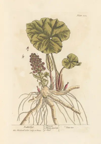 Pestwurz von Elizabeth Blackwell
