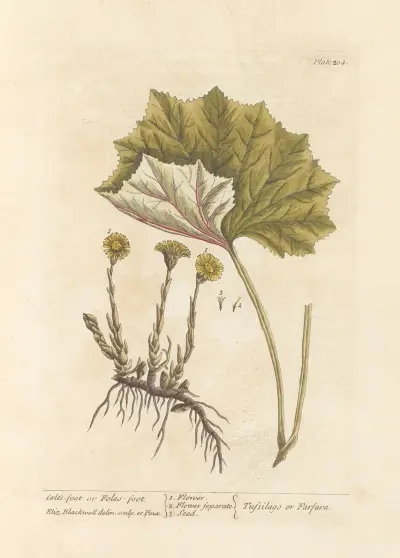 Colt’s-foot or foles-foot av Elizabeth Blackwell