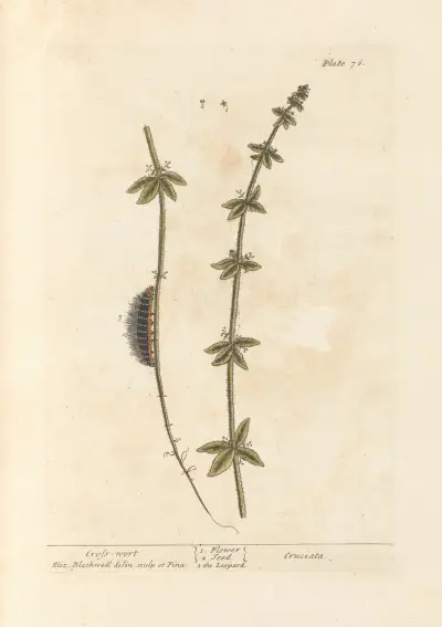 Cross-wort av Elizabeth Blackwell