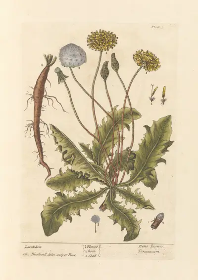 Dandelion av Elizabeth Blackwell
