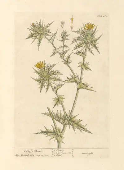 Kardendistel von Elizabeth Blackwell