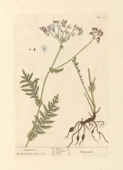 Mädesüß von Elizabeth Blackwell