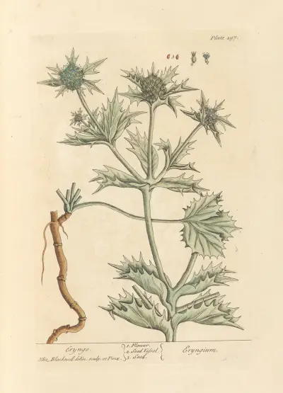 Eryngo von Elizabeth Blackwell