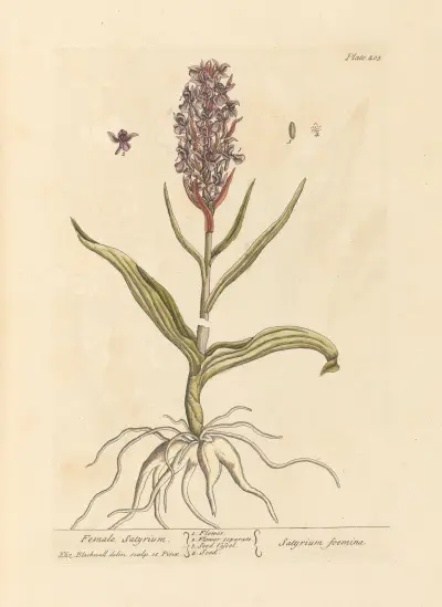 Weibliches Satyrium von Elizabeth Blackwell