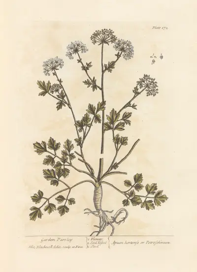 Gartenpetersilie von Elizabeth Blackwell