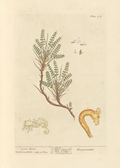 Bocksdorn von Elizabeth Blackwell