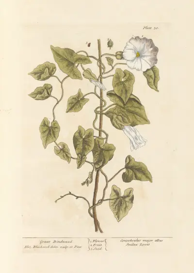 Große Winde von Elizabeth Blackwell