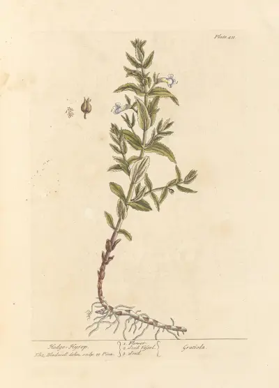 Ysob von Elizabeth Blackwell