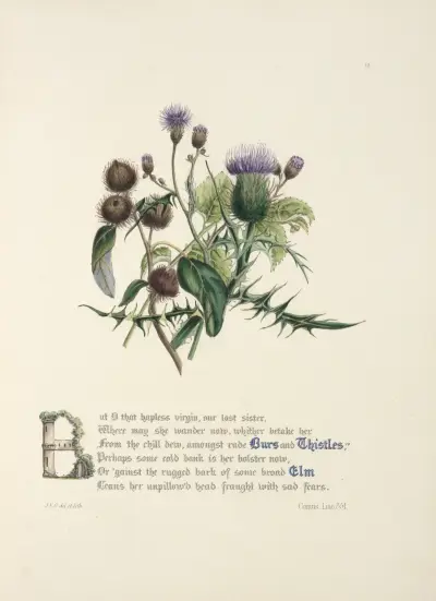 Burrs and thistles, elm, Jane Elizabeth Giraud