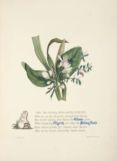 Citron, myrha a vonný puškvorec, Jane Elizabeth Giraud