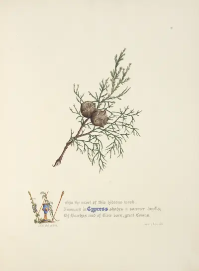 Cypřiš, Jane Elizabeth Giraud