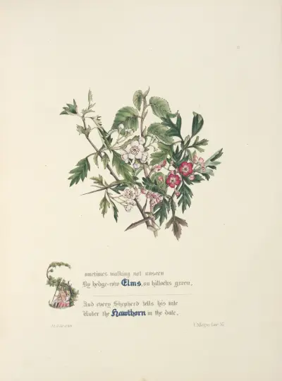 Jilmy a hlohy, Jane Elizabeth Giraud