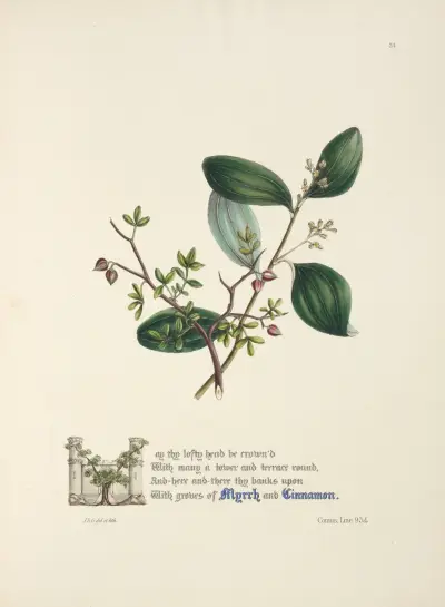 Myrha a skořice, Jane Elizabeth Giraud