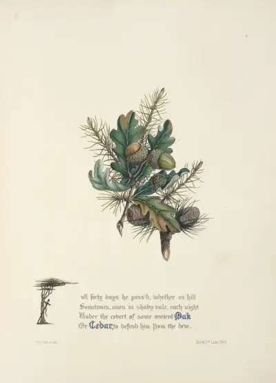 Dub a cedr, Jane Elizabeth Giraud