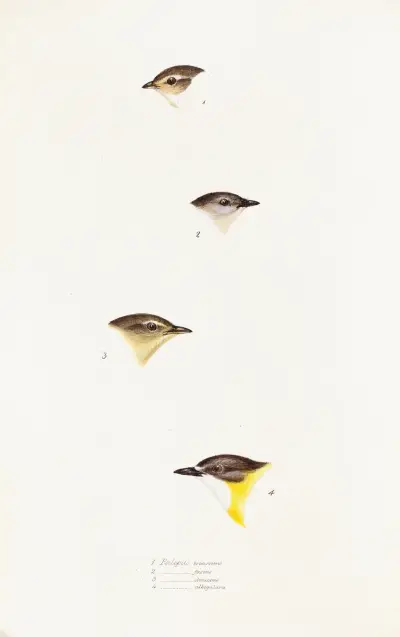 A synopsis of the birds of Australia, and the adjacent Islands Pl.61 av Elizabeth Gould